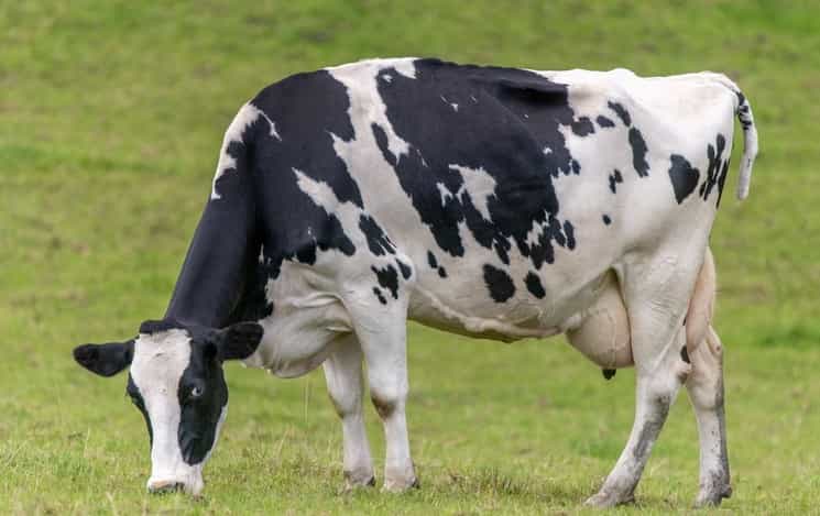 Cow 1