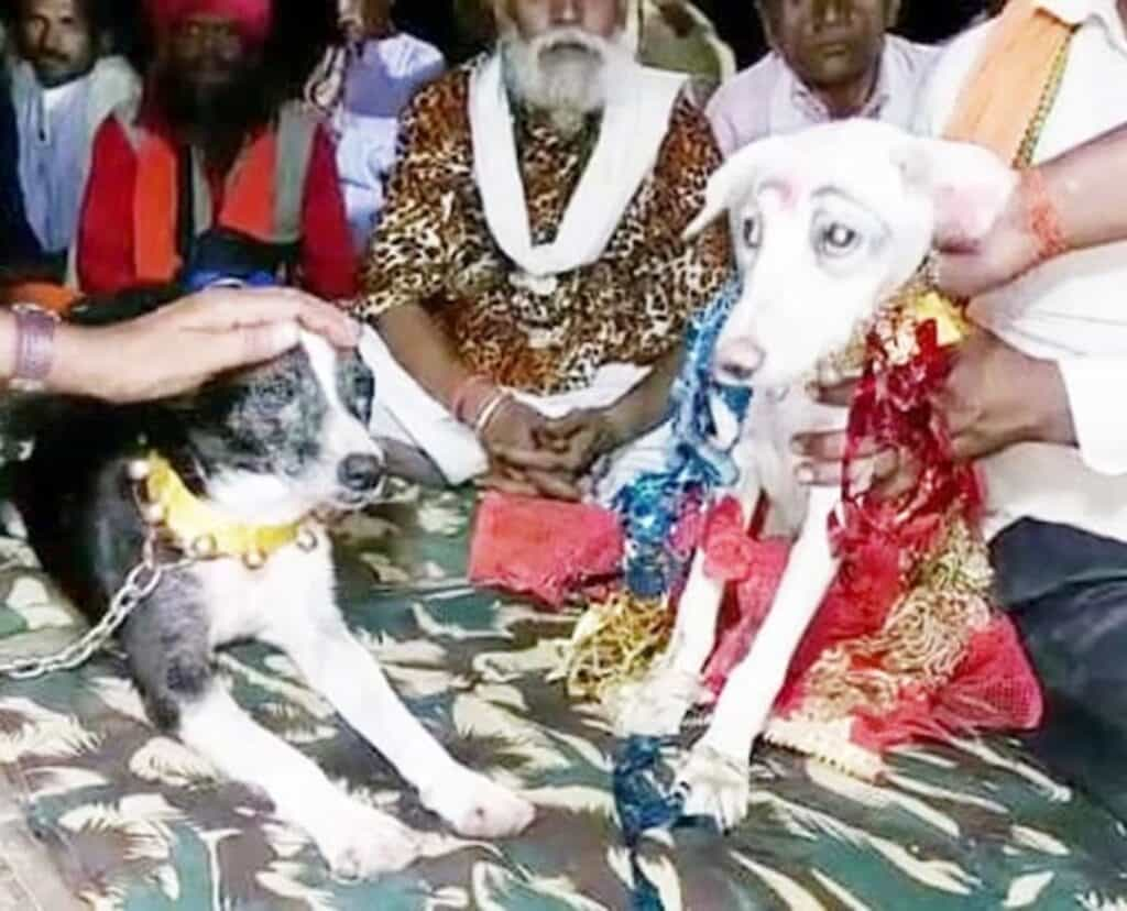 Strange Dogs Wedding 2