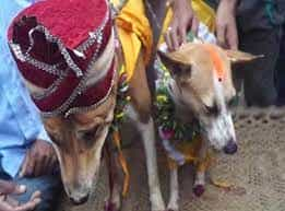 Strange Dogs Wedding – कुत्ते और कुतिया की शादी में 100 बाराती हुए शामिल, देखें PHOTO