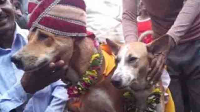 Strange Dogs Wedding 4