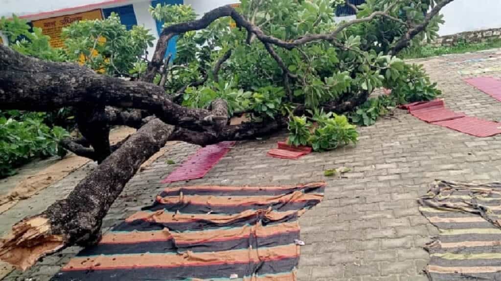 Tree Fell in School : स्कूल में बड़ा हादसा, पेड़ गिरा, एक दर्जन बच्चे दबे