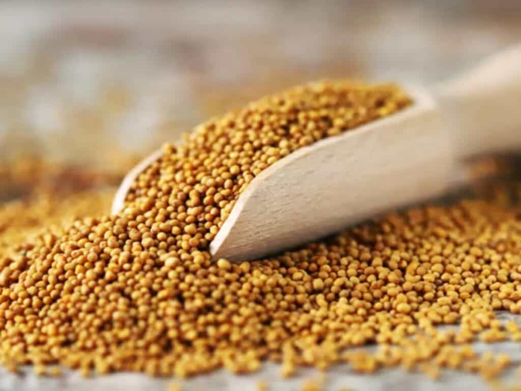 Yellow Mustard Remedies : पीली सरसों के ये उपाय करने से जीवन की हर समस्या होगी दूर