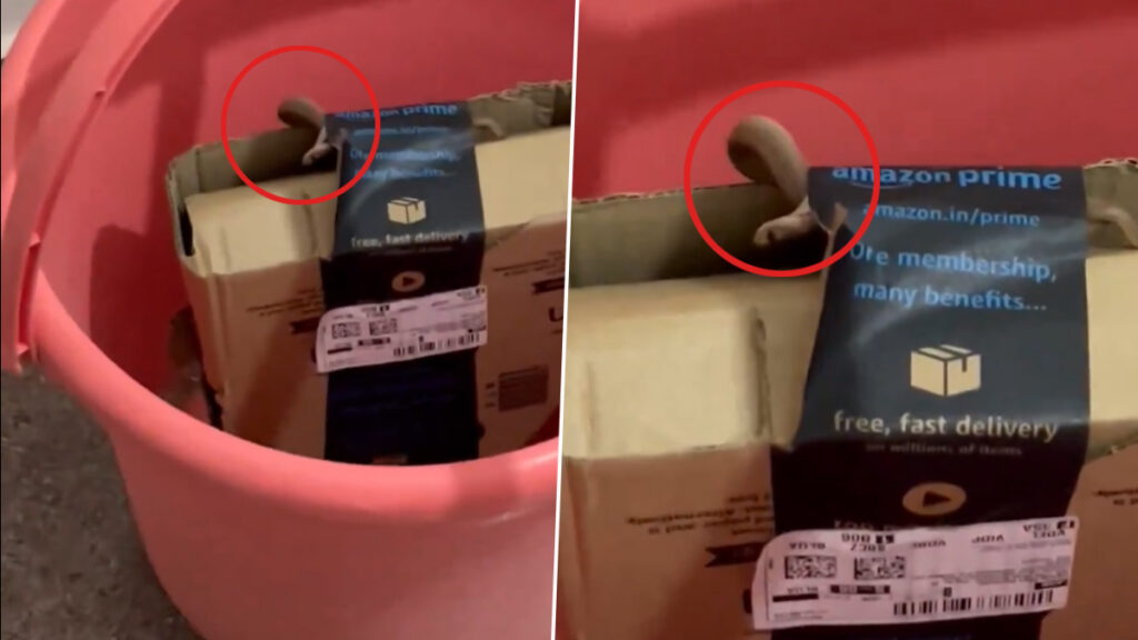 Cobra Snake in Amazon Parcel : ऐमज़ॉन से महिला ने मंगवाया गेमिंग कंट्रोलर, डिलीवरी पार्सल खोला तो निकला जिन्दा कोबरा