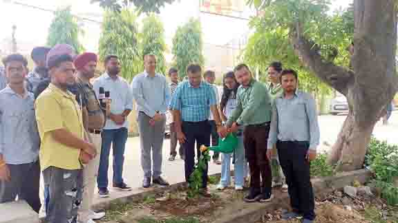 Plantation drive at jalandhar