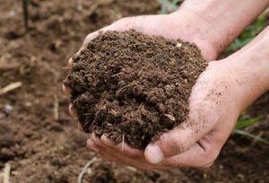 Organic Farming : गोबर, गौमूत्र, घास से बनी खादों को किसानों ने खेतों में बचाया कीटनाशकों का खर्च