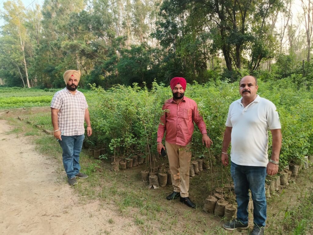 Jalandhar News : हरियावल बढ़ाने के लिए इस मानसून में 3.5 लाख से अधिक पौधे लगाए जाएंगे 1 tree tree Jalandhar News