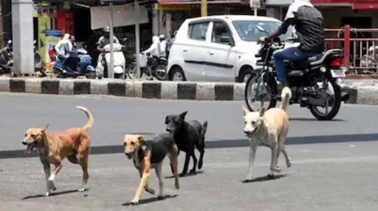 CJI B.R. Gavai's statement : CJI बी.आर. गवई का बयान : दिल्ली-एनसीआर में आवारा कुत्तों पर प्रतिबंध के मुद्दे पर होगा पुनर्विचार 1 1 48 1 48 CJI B.R. Gavai's statement