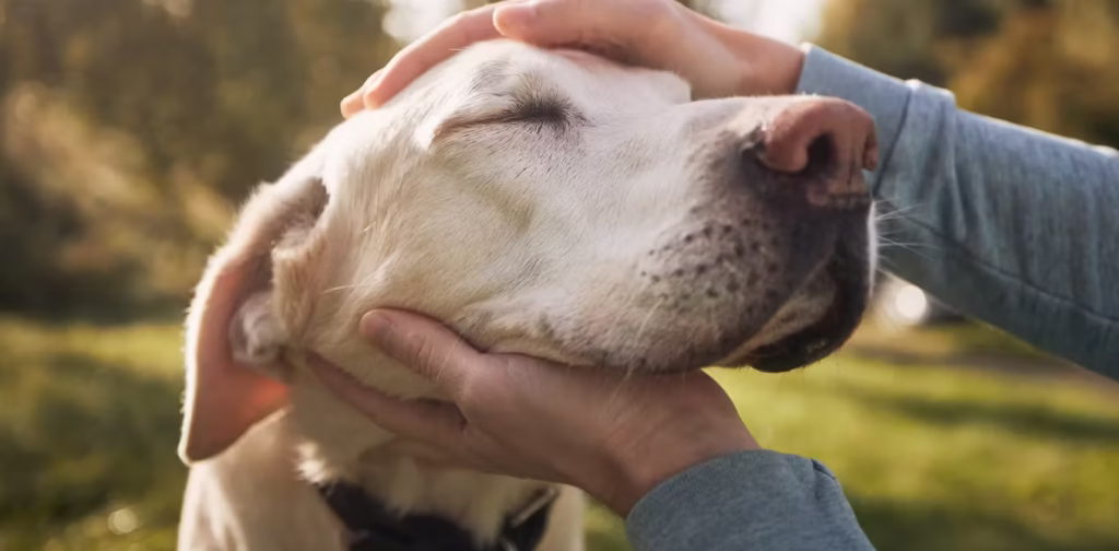 Pet Dogs Guidelines: लोगों में डर के माहौल को देखते हुए Chennai में पालतू कुत्तों के लिए जारी हुईं Guidelines, जानें Details