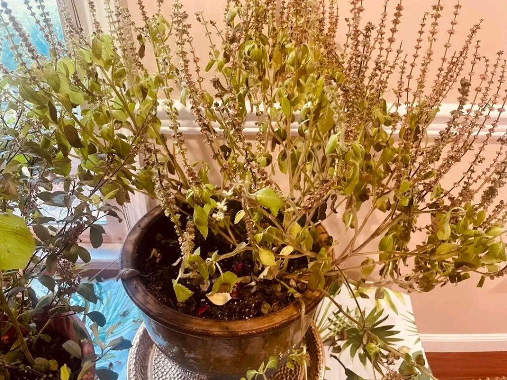 Tulsi Dry Sticks Benefits : तुलसी की न फेंकें सूखी लकड़ियां, सेहत, घर और आध्यात्मिक ऊर्जा के लिए ऐसे करें उपयोग