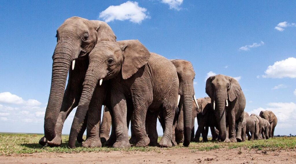 Elephant female name : हाथी को Elephant तो हथिनी को क्या कहते हैं? जानिए सही जवाब, जो बहुत कम लोग जानते हैं!