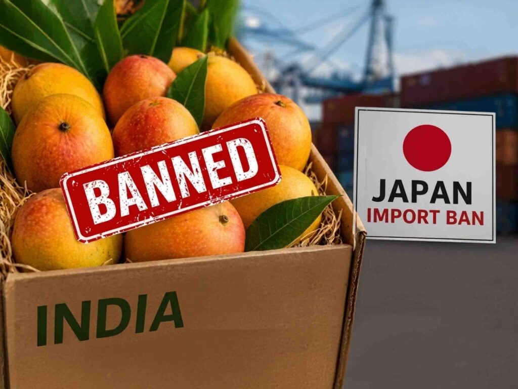 Japan Ban on Indian Mangoes : भारतीय आमों की मिठास पर जापान ने लगाई रोक! 20 साल बाद फिर लगा बैन