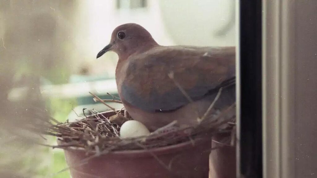 Pigeon Nest Vastu : घर में कबूतर का अंडे देना शुभ होता है या अशुभ? जानिए इससे जुड़े वास्तु संकेत और मान्यताएं