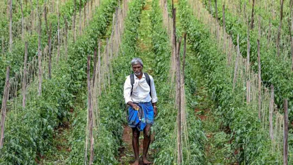 Banned Pesticides in India : क्या आपकी थाली में पहुंच रहा है जहर? कई देशों में बैन कीटनाशक आज भी भारतीय खेतों में धड़ल्ले से इस्तेमाल Banned Pesticides in India : क्या आपकी थाली में पहुंच रहा है जहर? कई देशों में बैन कीटनाशक आज भी भारतीय खेतों में धड़ल्ले से इस्तेमाल
